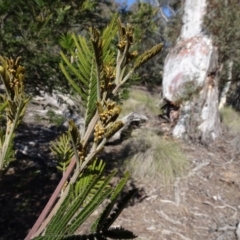 Acacia mearnsii at Carwoola, NSW - 26 Aug 2020