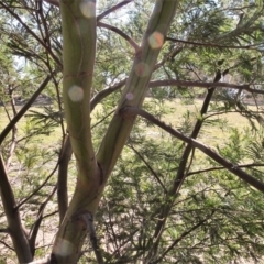 Acacia mearnsii at Carwoola, NSW - 26 Aug 2020