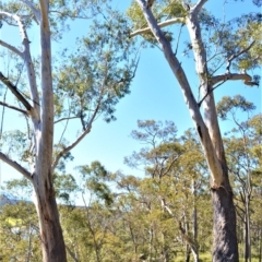 Eucalyptus pilularis (Blackbutt) at Longreach, NSW - 27 Aug 2020 by plants