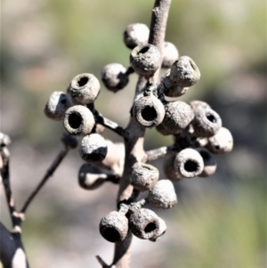 Eucalyptus pilularis at Longreach, NSW - 28 Aug 2020