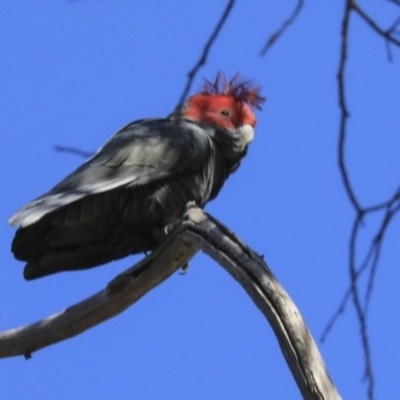 Callocephalon fimbriatum (Gang-gang Cockatoo) at Bruce, ACT - 28 Aug 2020 by AlisonMilton