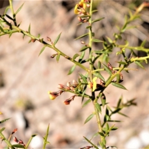 Daviesia ulicifolia at Longreach, NSW - 28 Aug 2020