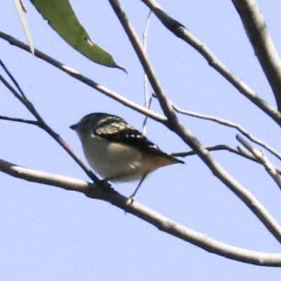 Pardalotus punctatus (Spotted Pardalote) at Bruce Ridge to Gossan Hill - 28 Aug 2020 by AlisonMilton