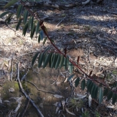 Indigofera australis subsp. australis (Australian Indigo) at Carwoola, NSW - 26 Aug 2020 by AndyRussell