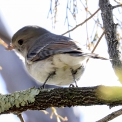 Pachycephala pectoralis (Golden Whistler) at Bruce, ACT - 28 Aug 2020 by Alison Milton