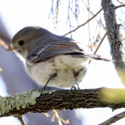 Pachycephala pectoralis (Golden Whistler) at Bruce, ACT - 28 Aug 2020 by Alison Milton