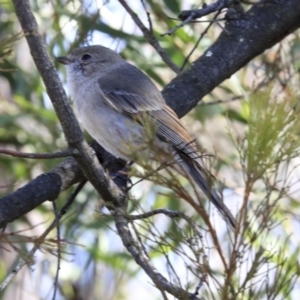 Pachycephala pectoralis at Bruce, ACT - 28 Aug 2020