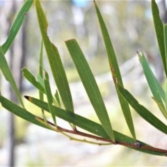 Acacia subtilinervis (Net-veined Wattle) at Longreach, NSW - 29 Aug 2020 by plants