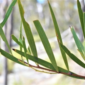 Acacia subtilinervis at Longreach, NSW - 29 Aug 2020