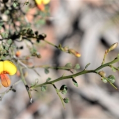 Bossiaea obcordata (Spiny Bossiaea) at Longreach, NSW - 28 Aug 2020 by plants