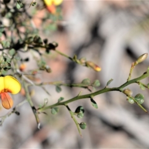 Bossiaea obcordata at Longreach, NSW - 28 Aug 2020