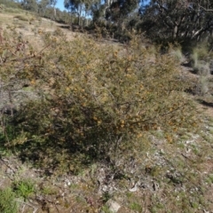Dillwynia sericea (Egg And Bacon Peas) at Carwoola, NSW - 26 Aug 2020 by AndyRussell