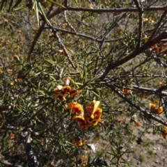 Dillwynia sericea at Carwoola, NSW - 26 Aug 2020