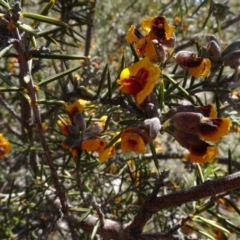 Dillwynia sericea at Carwoola, NSW - 26 Aug 2020