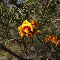 Dillwynia sericea at Carwoola, NSW - 26 Aug 2020