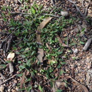 Einadia nutans at Carwoola, NSW - 26 Aug 2020