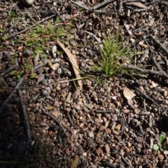 Rytidosperma sp. at Carwoola, NSW - 26 Aug 2020