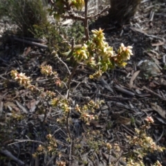 Monotoca scoparia (Broom Heath) at Cuumbeun Nature Reserve - 26 Aug 2020 by AndyRussell