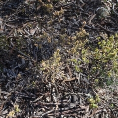 Monotoca scoparia at Carwoola, NSW - 26 Aug 2020