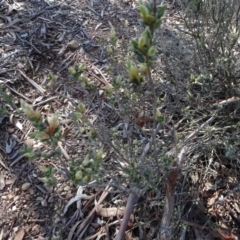 Brachyloma daphnoides (Daphne Heath) at Cuumbeun Nature Reserve - 26 Aug 2020 by AndyRussell