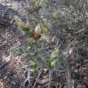 Brachyloma daphnoides at Carwoola, NSW - 26 Aug 2020