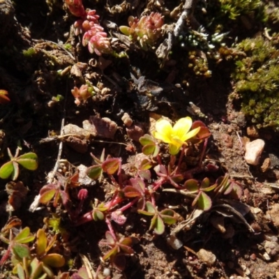 Oxalis sp. (Wood Sorrel) at Carwoola, NSW - 26 Aug 2020 by AndyRussell