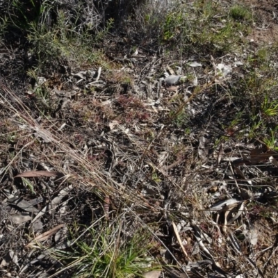 Aristida ramosa (Purple Wire Grass) at Carwoola, NSW - 26 Aug 2020 by AndyRussell