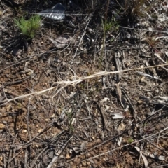 Aristida ramosa at Carwoola, NSW - 26 Aug 2020