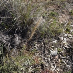 Dichelachne (genus) (Plume Grasses) at Carwoola, NSW - 26 Aug 2020 by AndyRussell