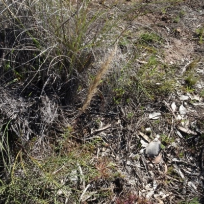 Dichelachne (genus) (Plume Grasses) at Carwoola, NSW - 26 Aug 2020 by AndyRussell