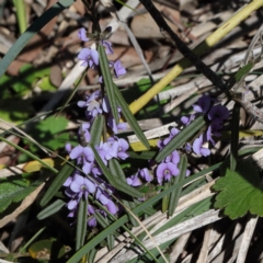 Hovea heterophylla (Common Hovea) at Gossan Hill - 27 Aug 2020 by ConBoekel