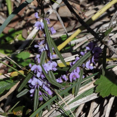 Hovea heterophylla (Common Hovea) at Bruce, ACT - 27 Aug 2020 by ConBoekel