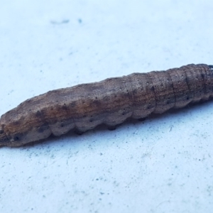 Noctuidae unclassified IMMATURE moth at Holt, ACT - 28 Aug 2020