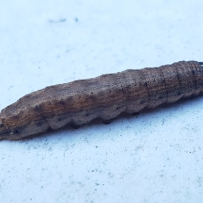 Lepidoptera unclassified IMMATURE (caterpillar or pupa or cocoon) at Holt, ACT - 28 Aug 2020 by trevorpreston