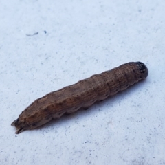 Noctuidae unclassified IMMATURE moth at Holt, ACT - 28 Aug 2020