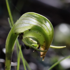 Pterostylis nutans (Nodding Greenhood) at Acton, ACT - 27 Aug 2020 by ConBoekel