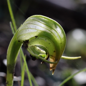 Pterostylis nutans at Point 5833 - suppressed