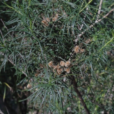 Cassinia quinquefaria (Rosemary Cassinia) at Gossan Hill - 27 Aug 2020 by ConBoekel