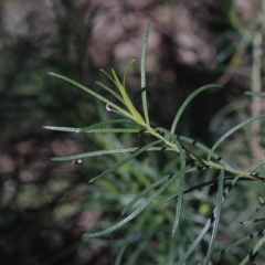 Cassinia quinquefaria at Bruce, ACT - 27 Aug 2020 10:43 AM