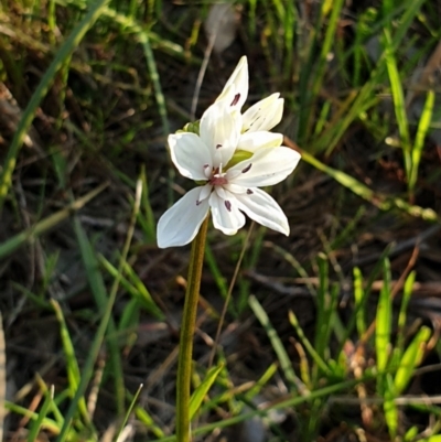 Burchardia umbellata (Milkmaids) at Monument Hill and Roper Street Corridor - 28 Aug 2020 by ClaireSee