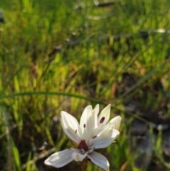 Burchardia umbellata at Albury - 28 Aug 2020