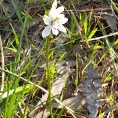 Burchardia umbellata at Albury - 28 Aug 2020