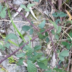 Rubus anglocandicans (Blackberry) at Monument Hill and Roper Street Corridor - 28 Aug 2020 by ClaireSee