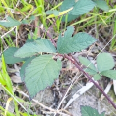 Rubus anglocandicans at Albury - 28 Aug 2020