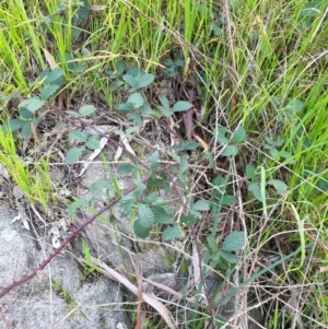 Rubus anglocandicans at Albury - 28 Aug 2020 04:14 PM