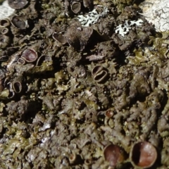 Parmeliaceae (family) (A lichen family) at Cuumbeun Nature Reserve - 26 Aug 2020 by JanetRussell