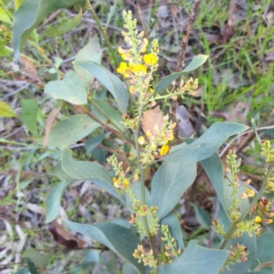 Daviesia latifolia (Hop Bitter-Pea) at Monument Hill and Roper Street Corridor - 28 Aug 2020 by ClaireSee