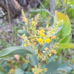 Daviesia latifolia at Albury, NSW - 28 Aug 2020 04:15 PM