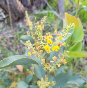 Daviesia latifolia at Albury, NSW - 28 Aug 2020