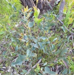 Daviesia latifolia at Albury, NSW - 28 Aug 2020 04:15 PM